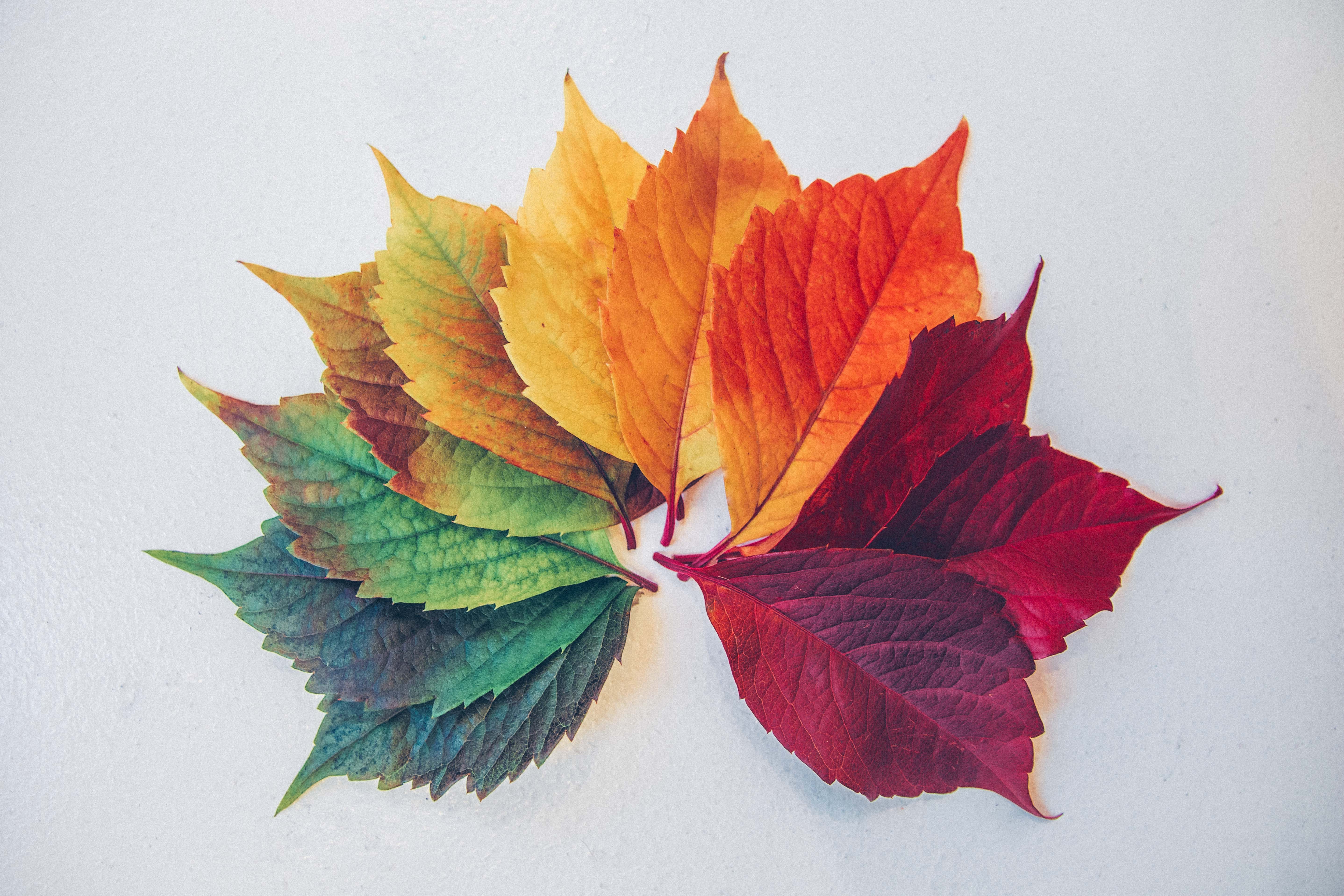 leaf transition